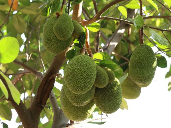 About Us – Anyaa Foods